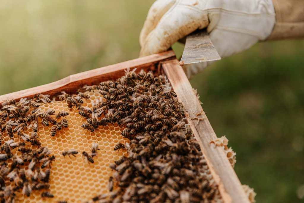 beekeeping alabama