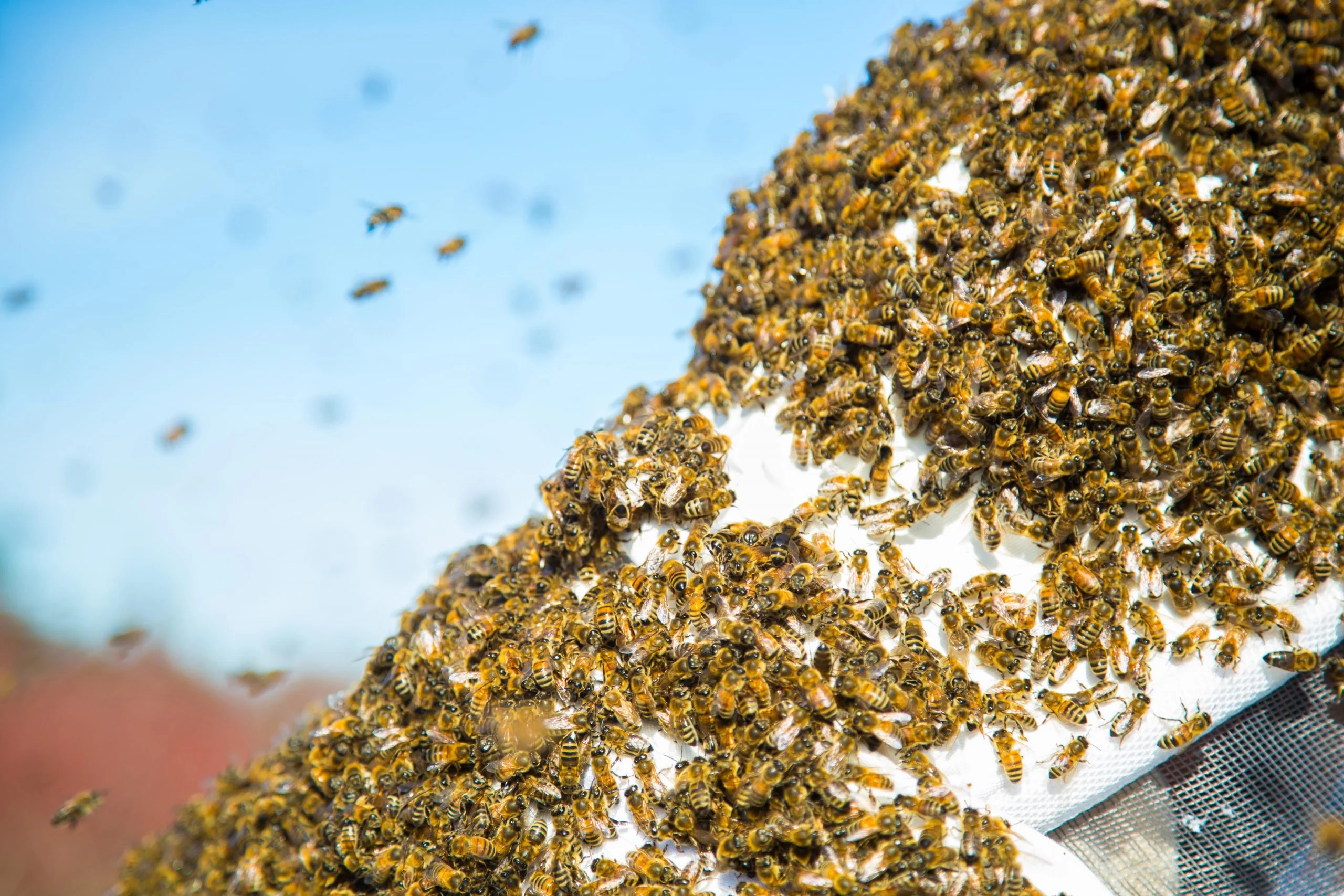 honey bee swarm