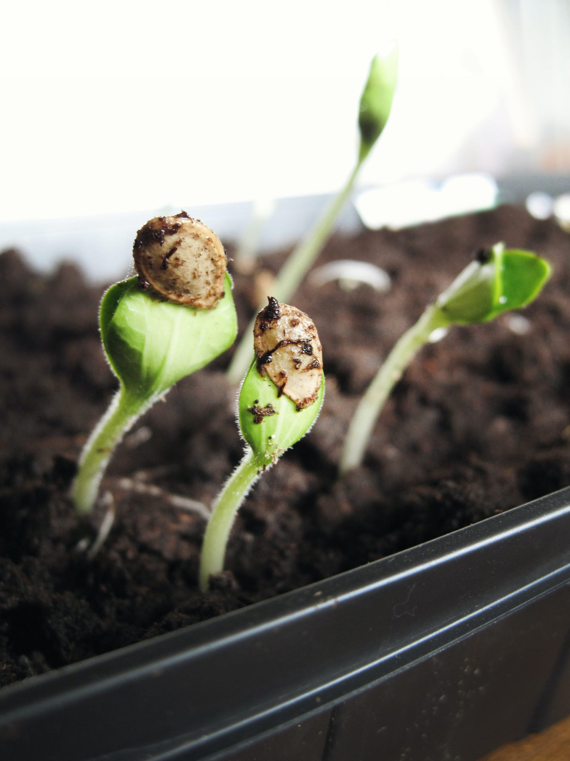 growing indoors