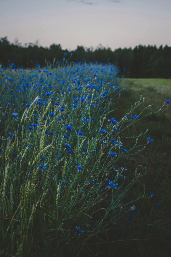 blue flowers in a patch of garden